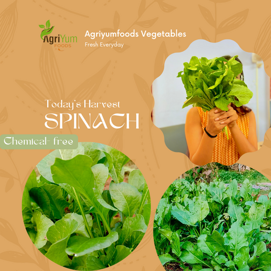 chemical free leafy vegetable harvest