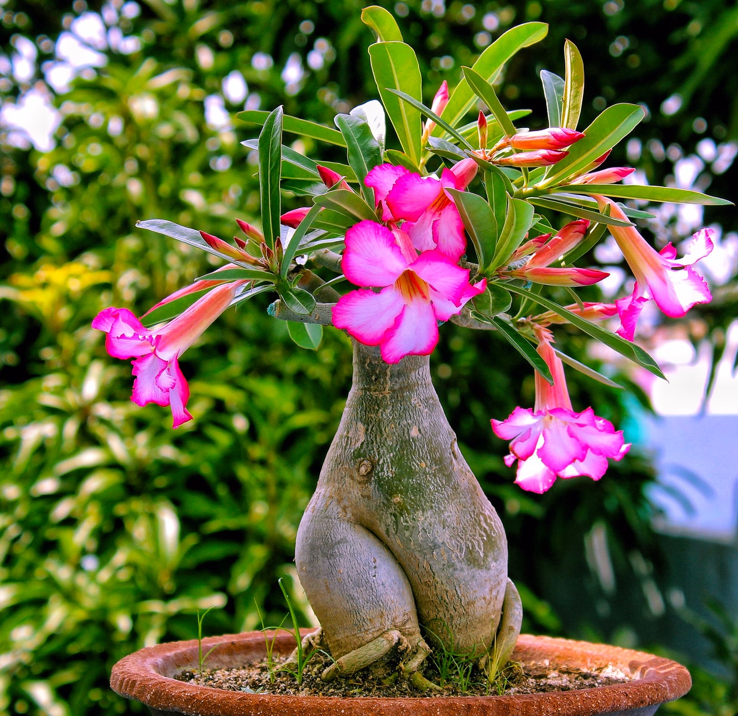 Adenium Desert Rose