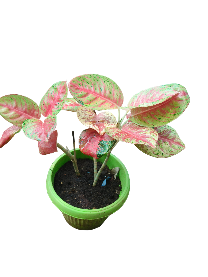 Aglaonema