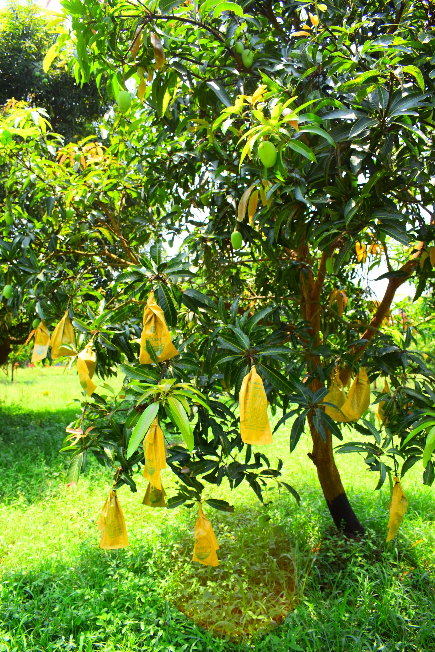 Kesar Mango - ADVANCE BOOKING ONLY