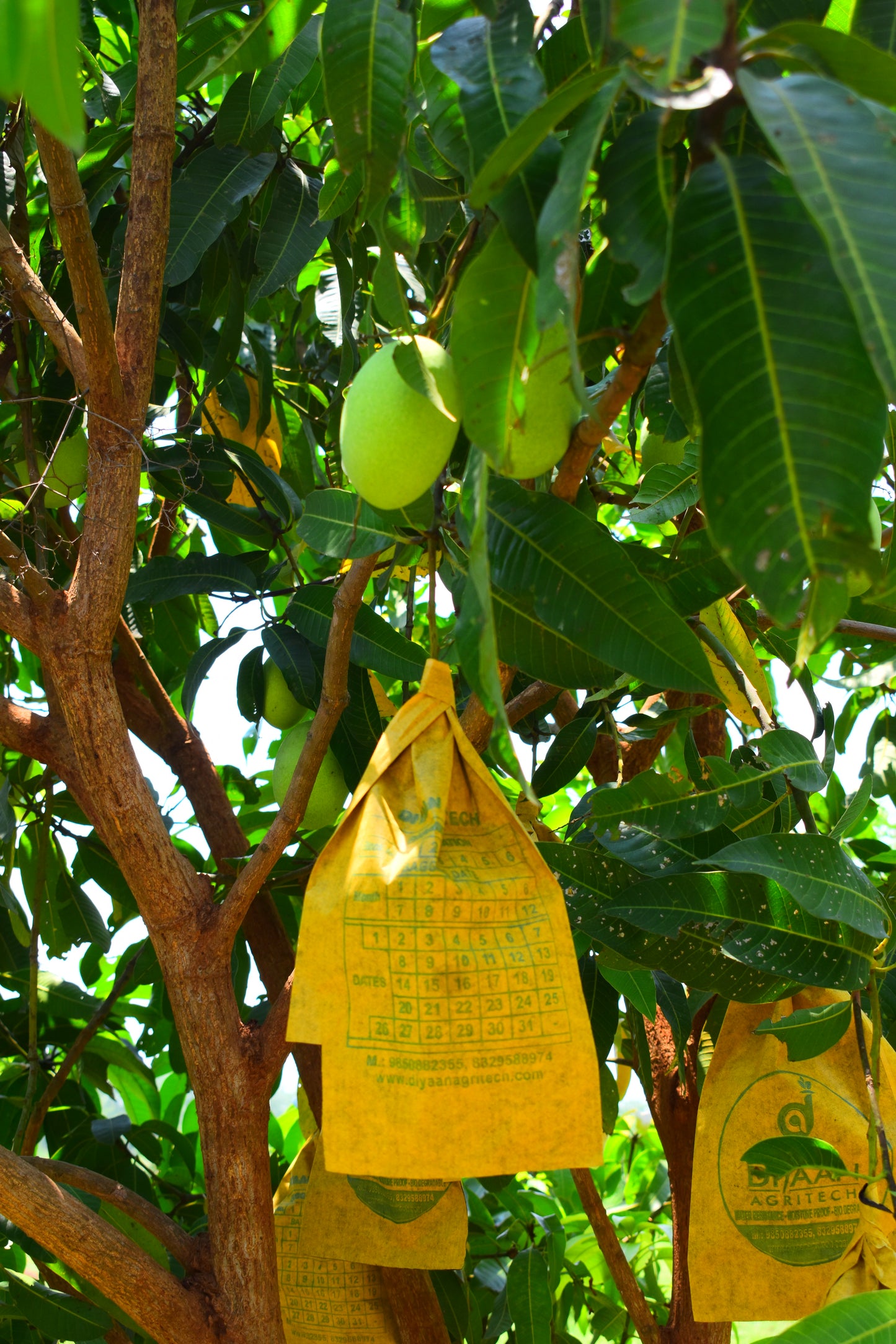 Kesar Mango - ADVANCE BOOKING ONLY