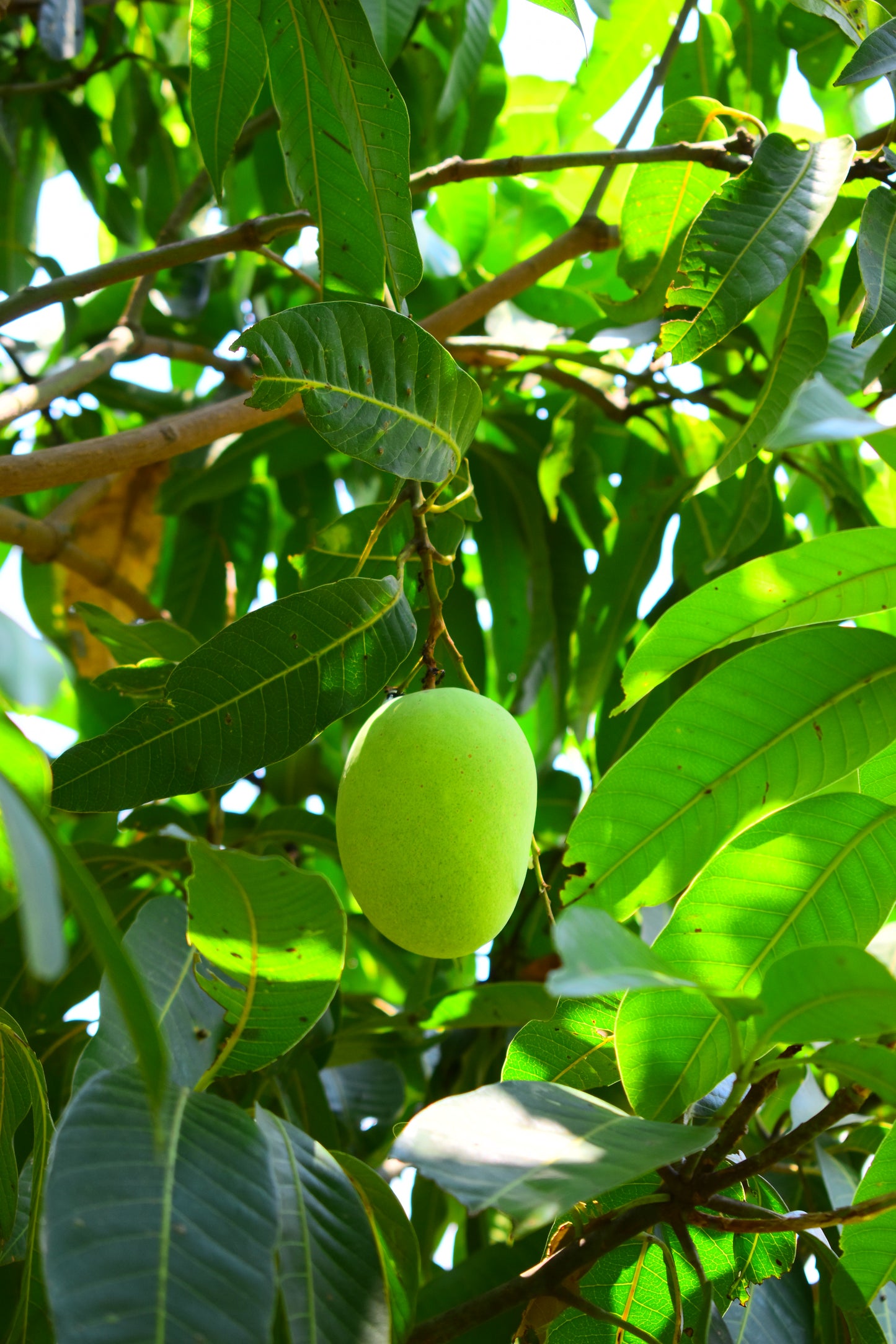 Kesar Mango - ADVANCE BOOKING ONLY