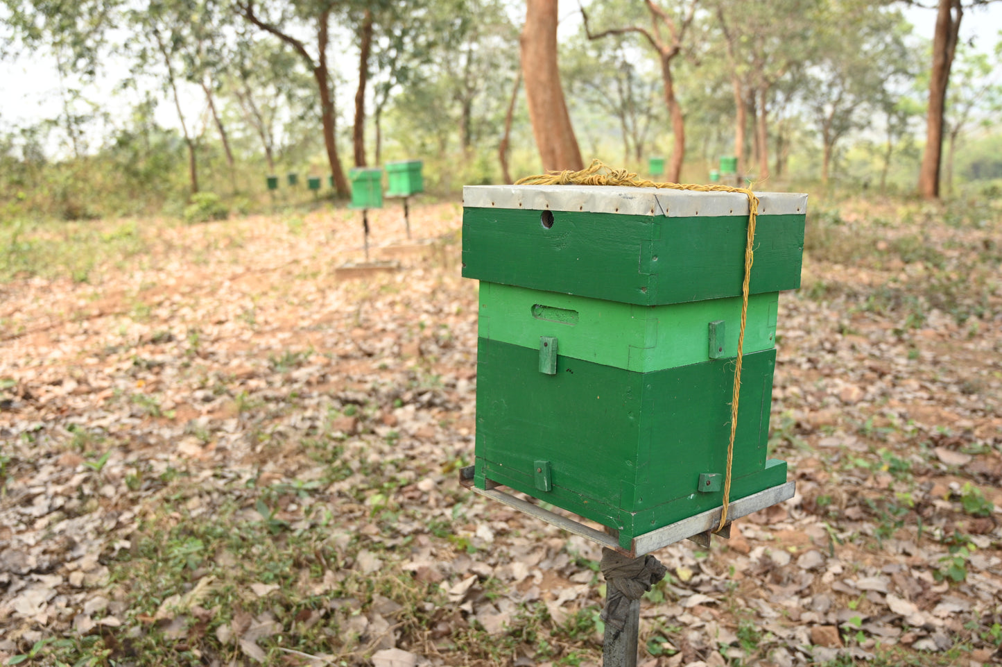Natural Forest Honey