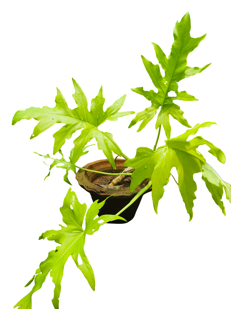 philodendron golden selloum Flowery Philodendron Golden Selloum