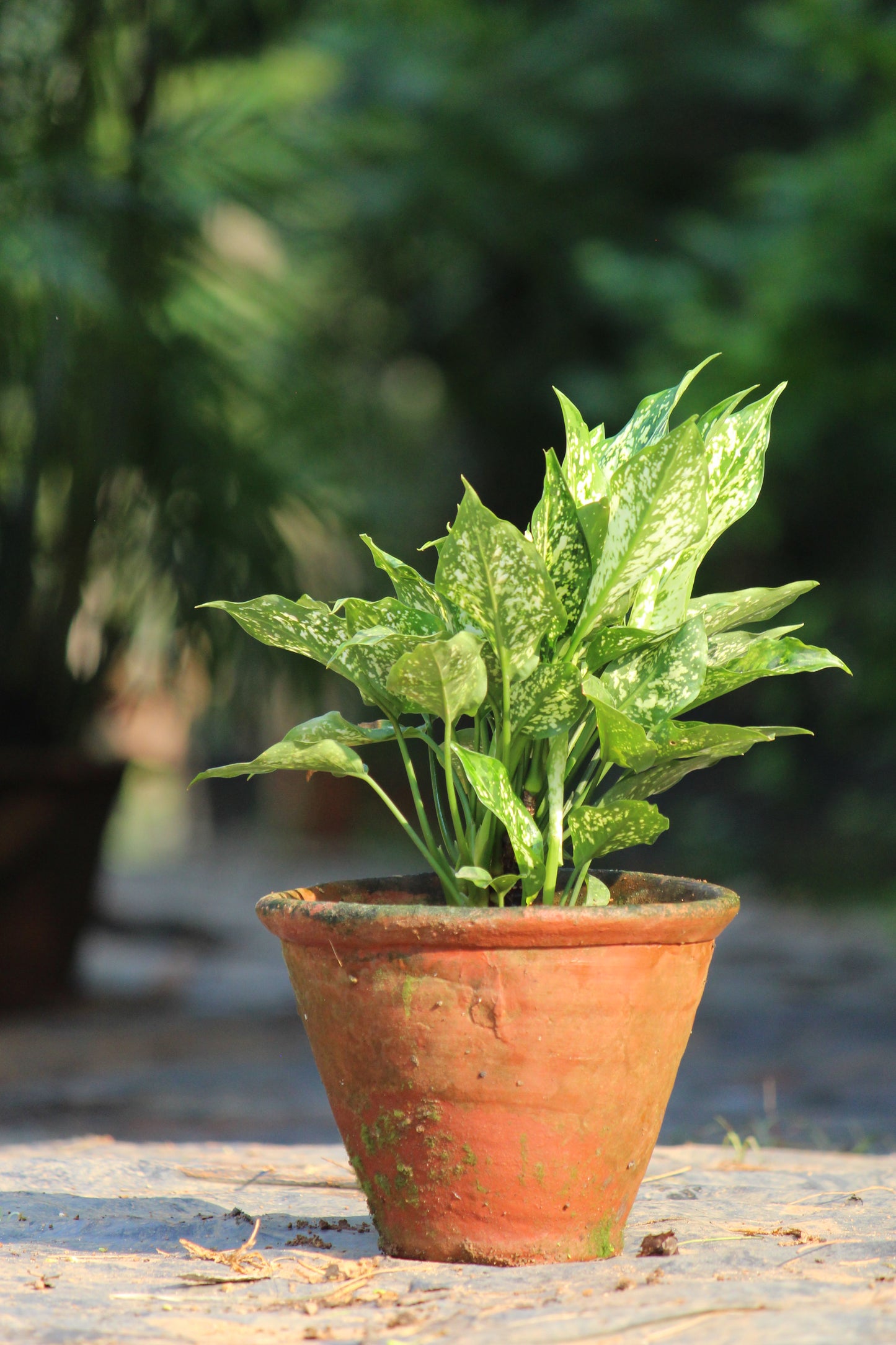 Aglaonema Snow White