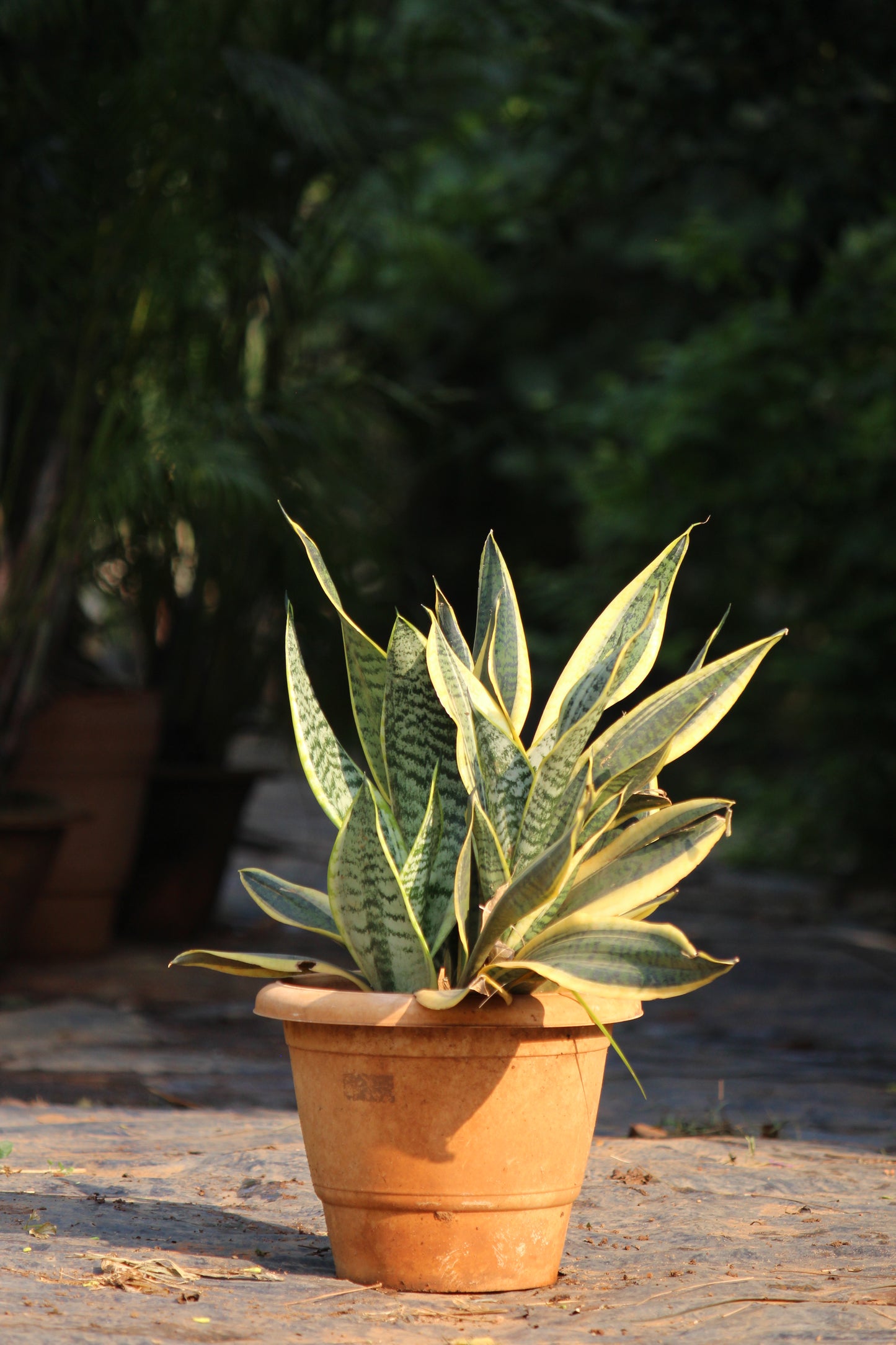 Snake Plant