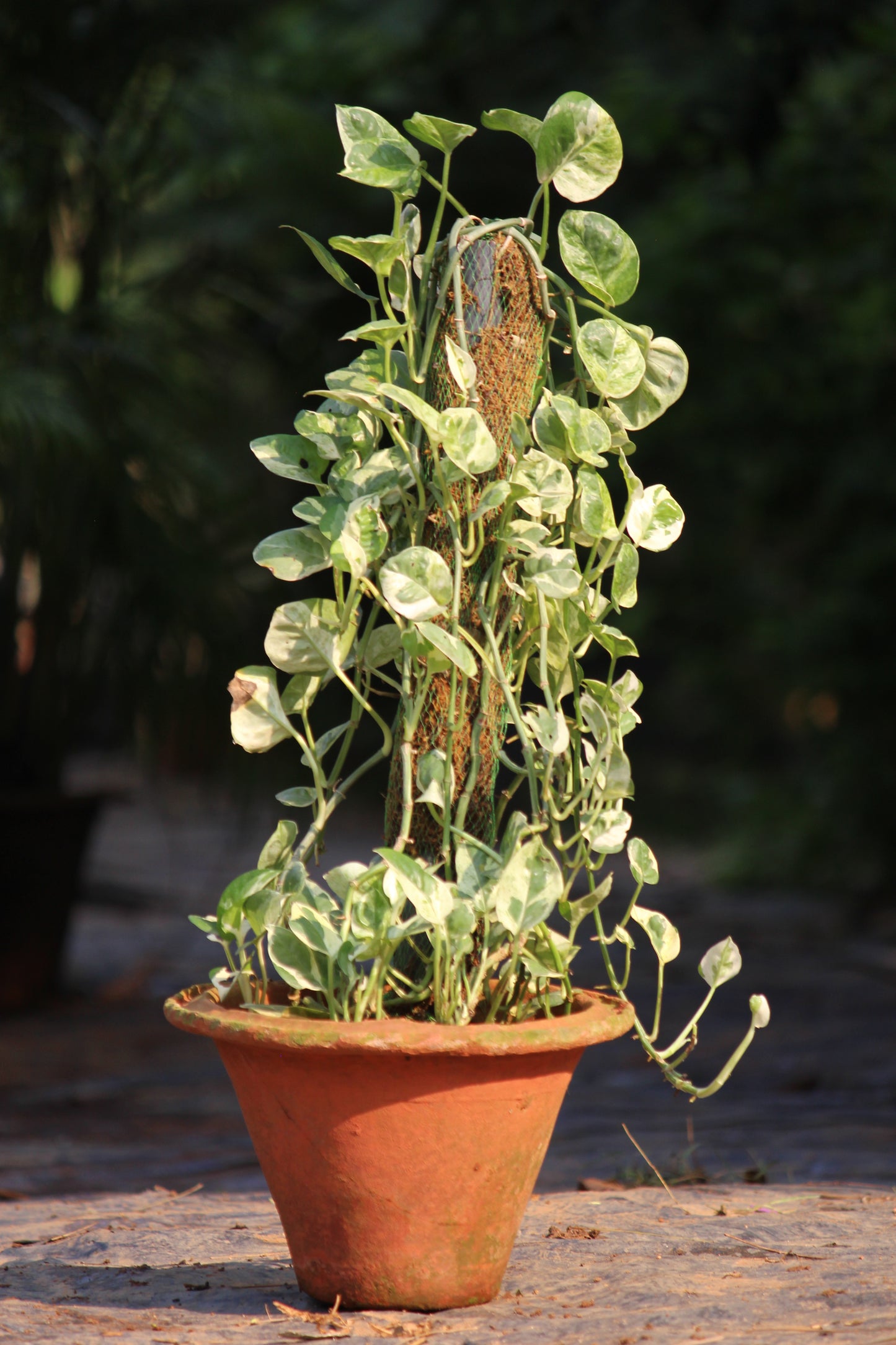 Variegated Money Plant