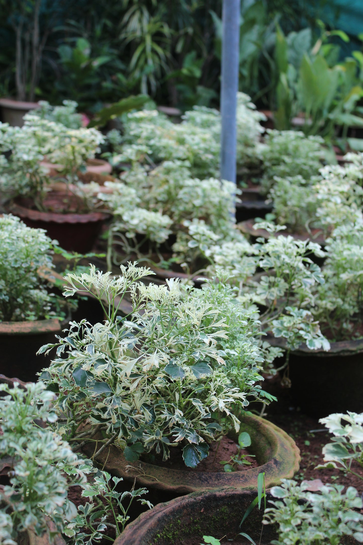 Aralia Variegated Mini Plant