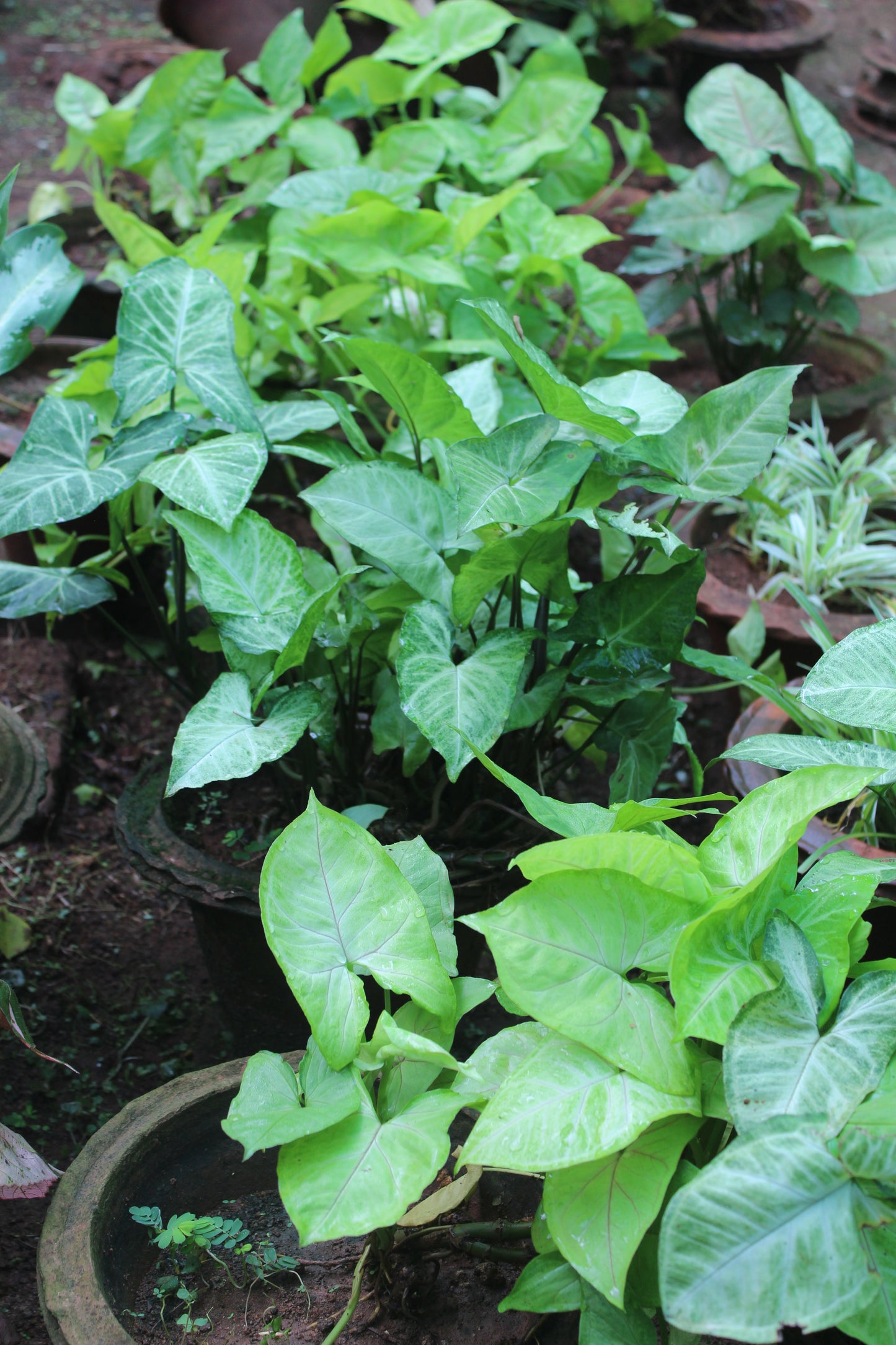Syngonium