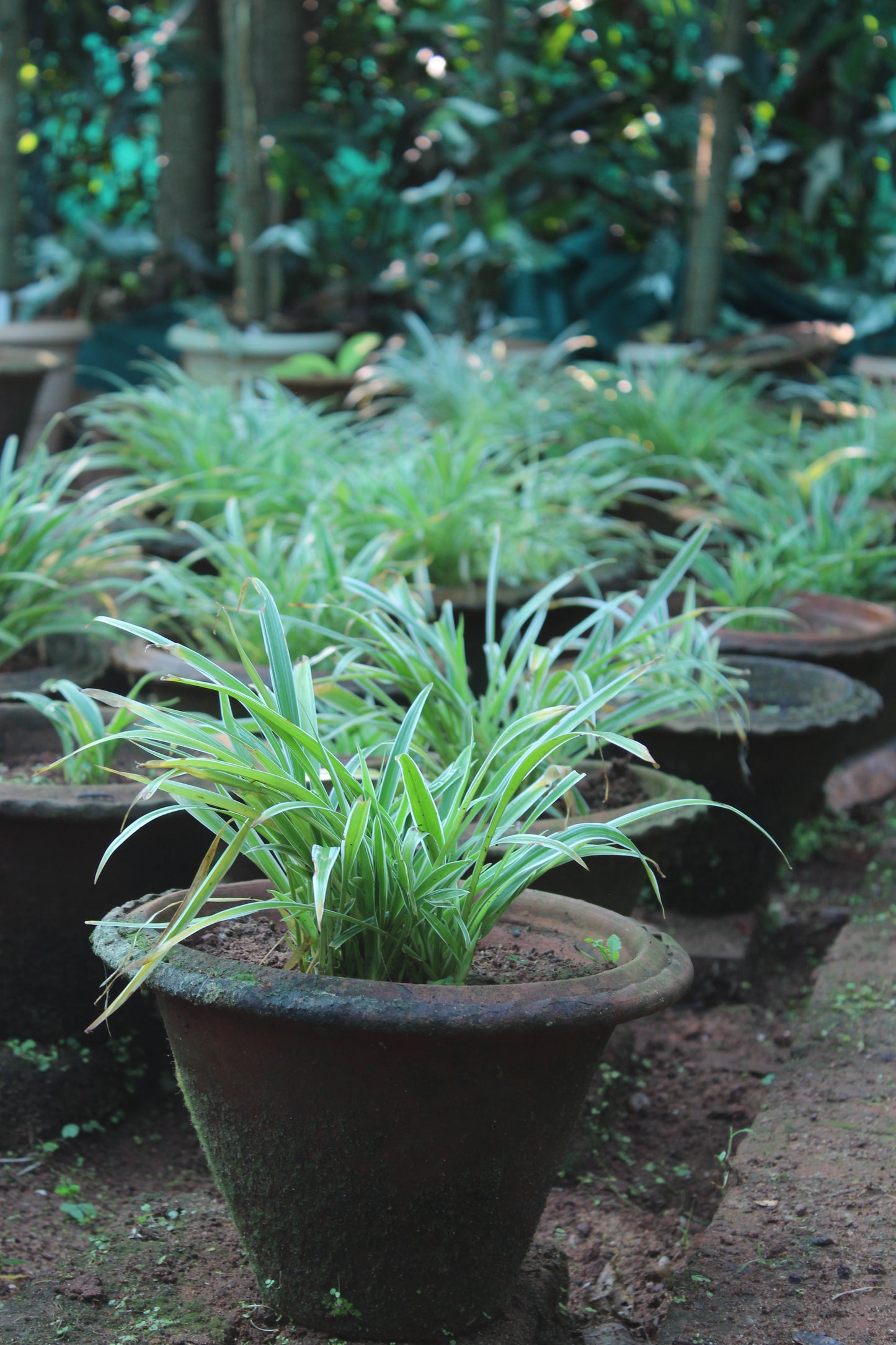Chlorophytum Spider Plant