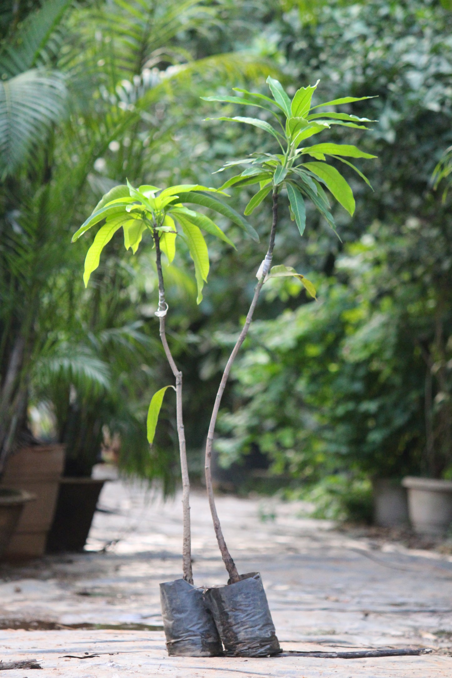 Amrapali Mango Sapling - Grafted
