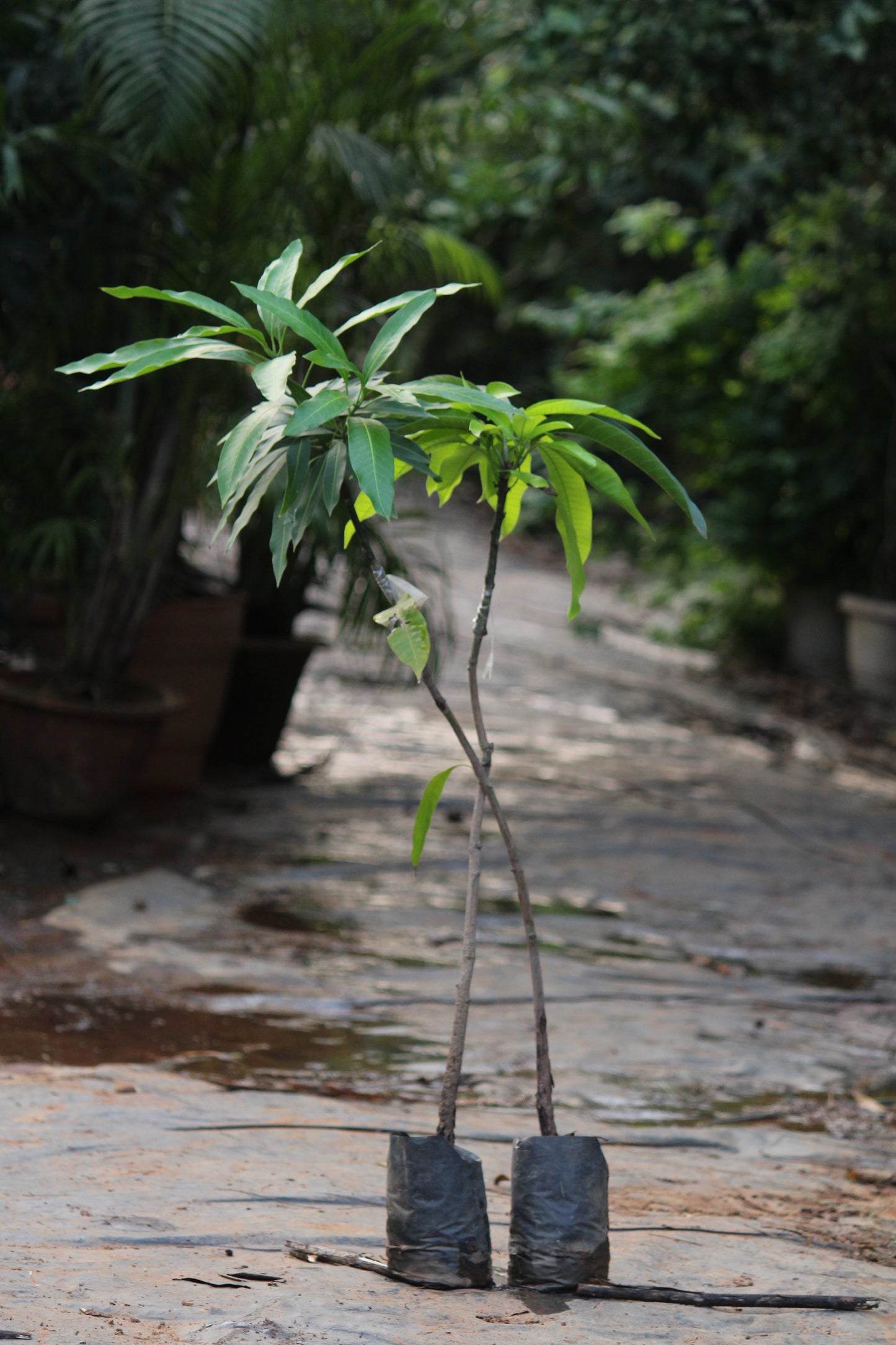 Amrapali Mango Sapling - Grafted