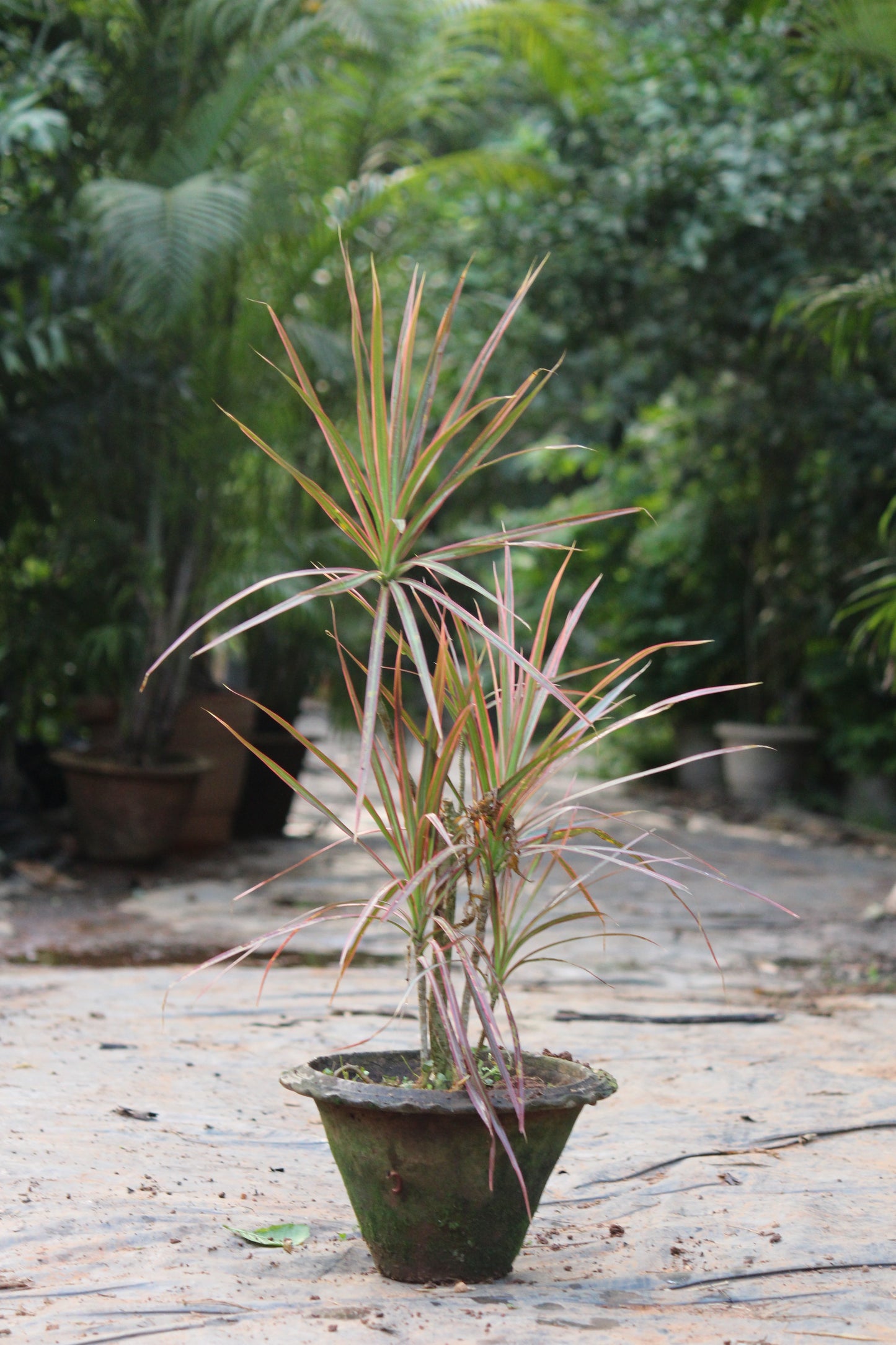Dracaena Colorama Red