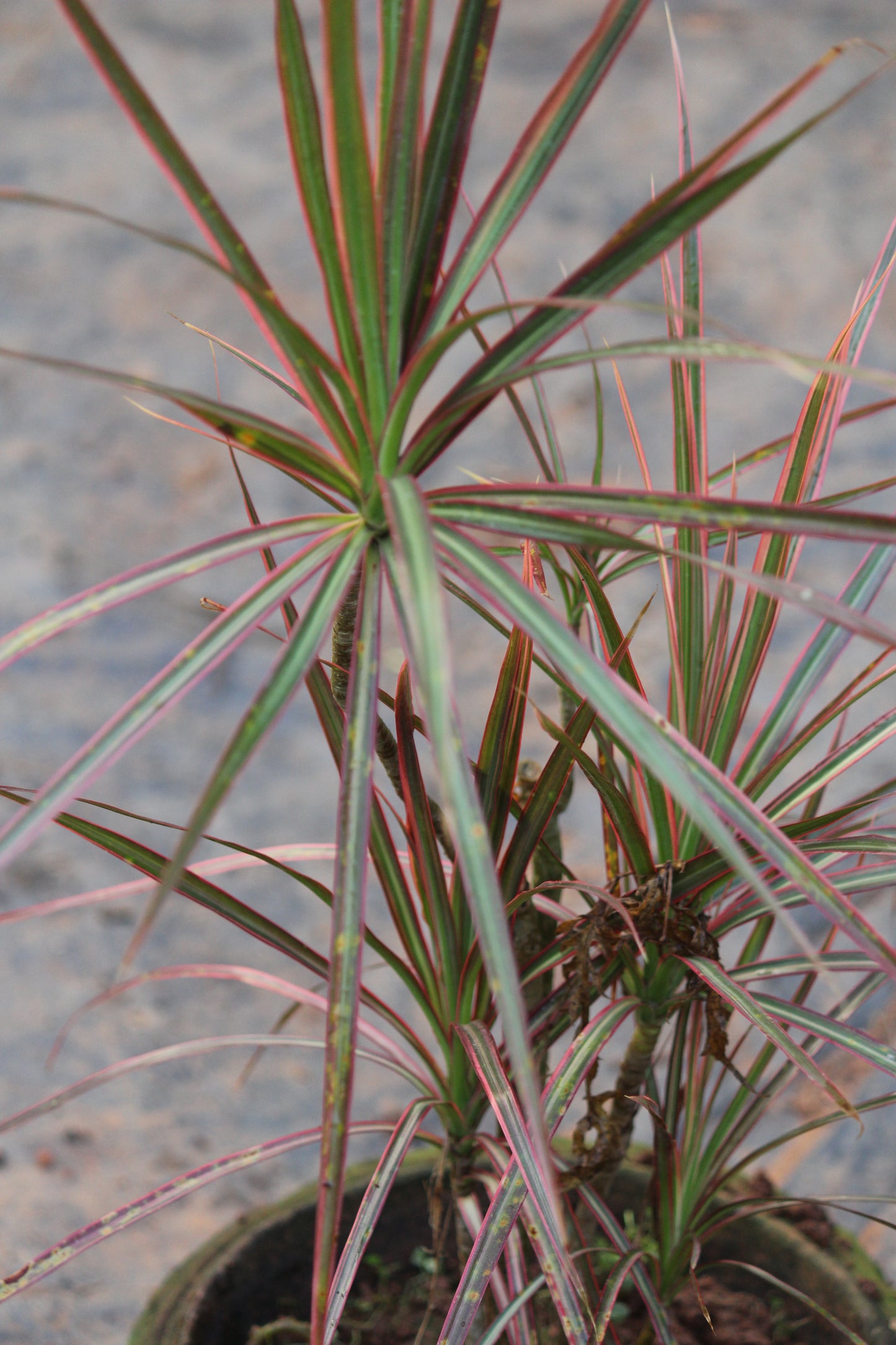 Dracaena Colorama Red