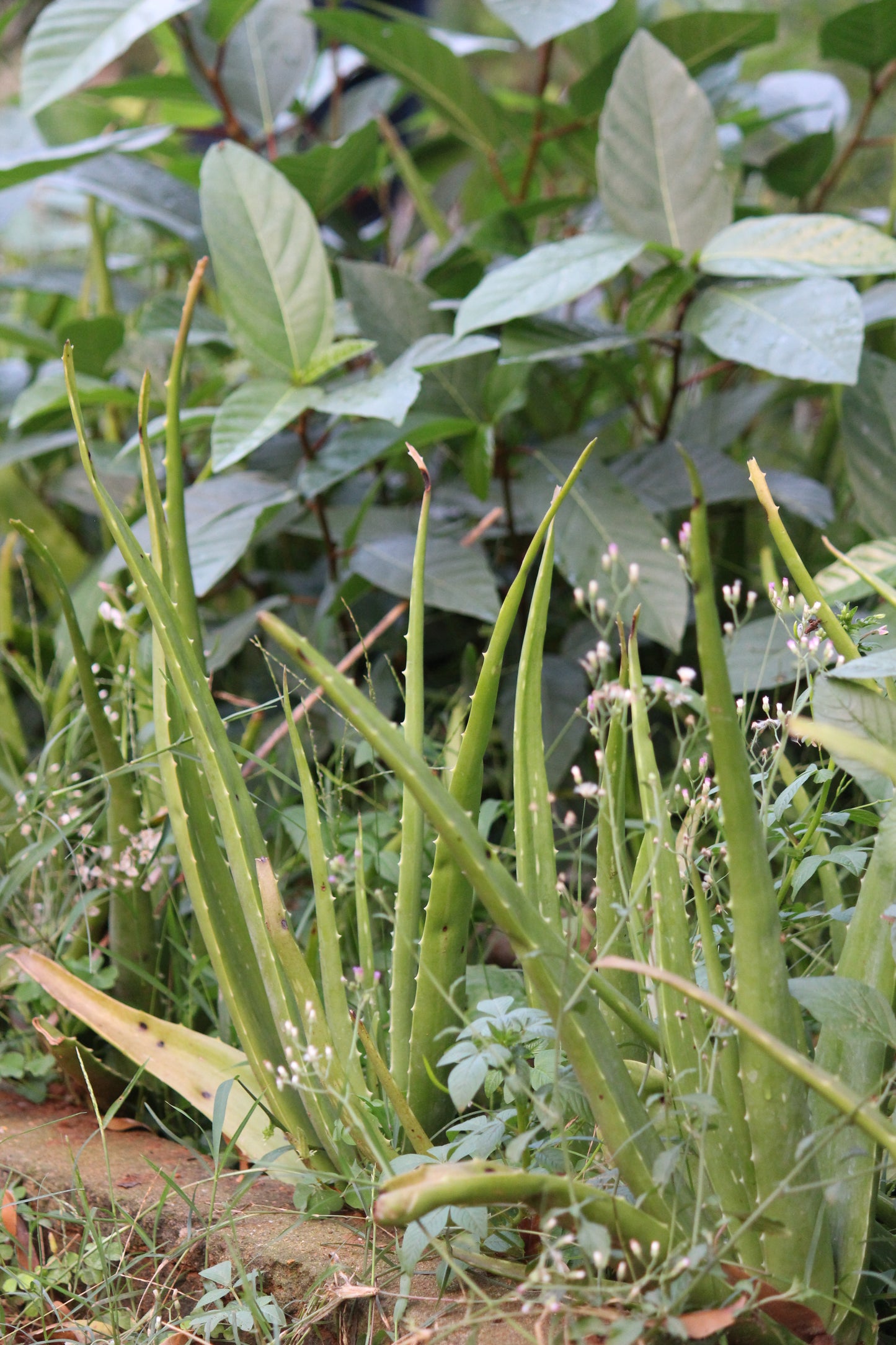 Aloevera Saplings