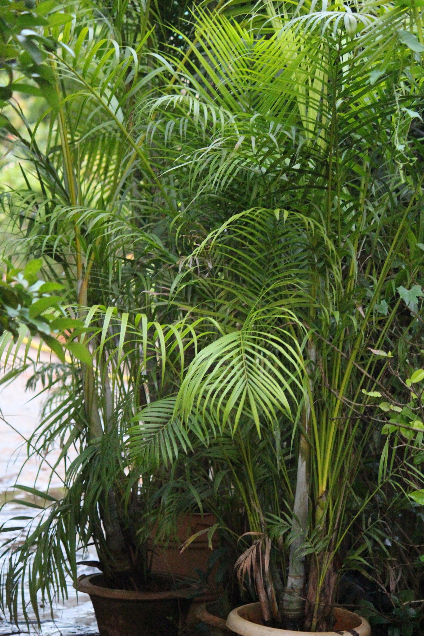 Areca Palms