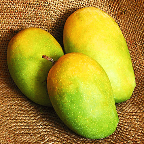 Kesar Mango - ADVANCE BOOKING ONLY
