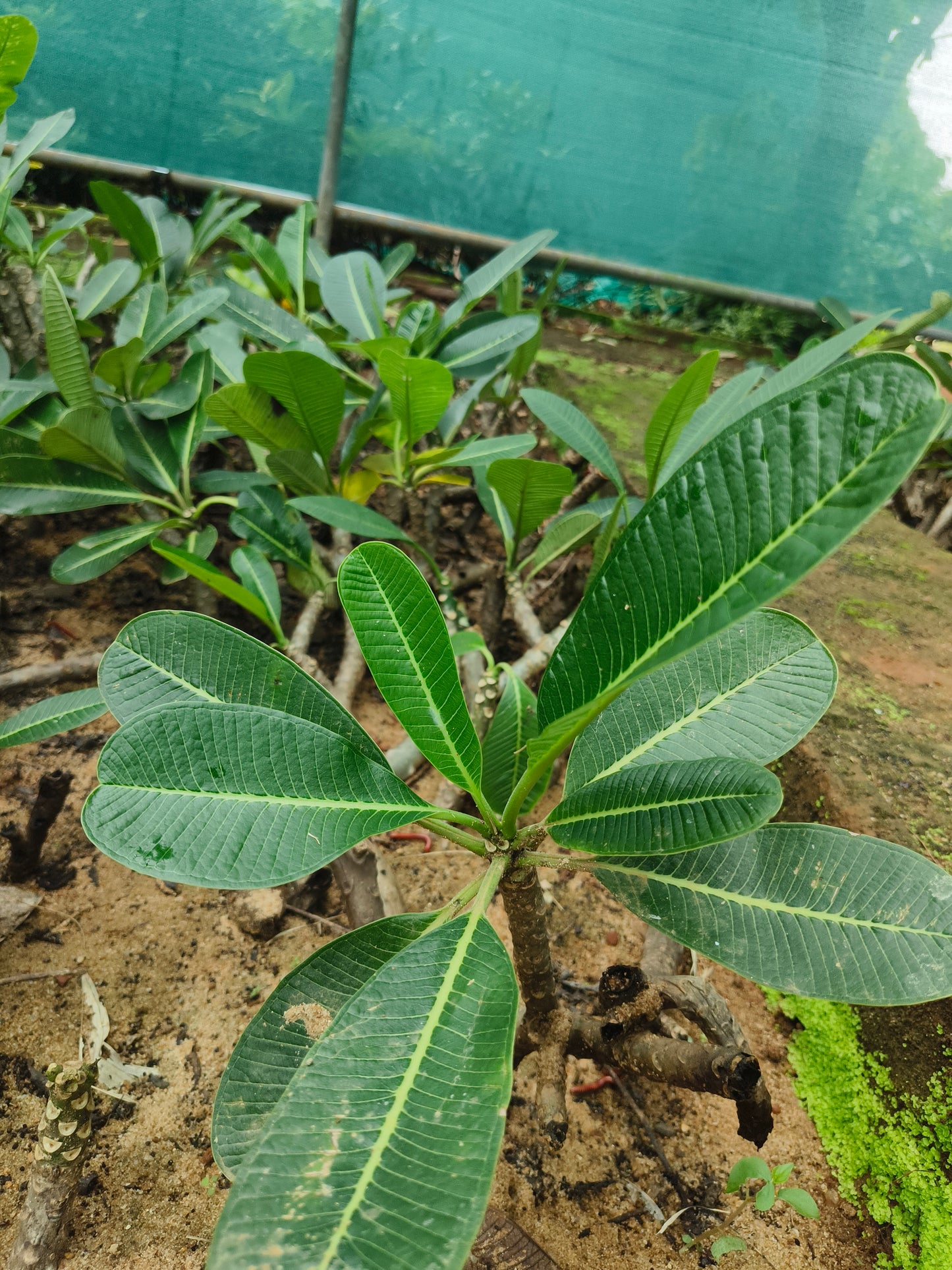 Plumeria