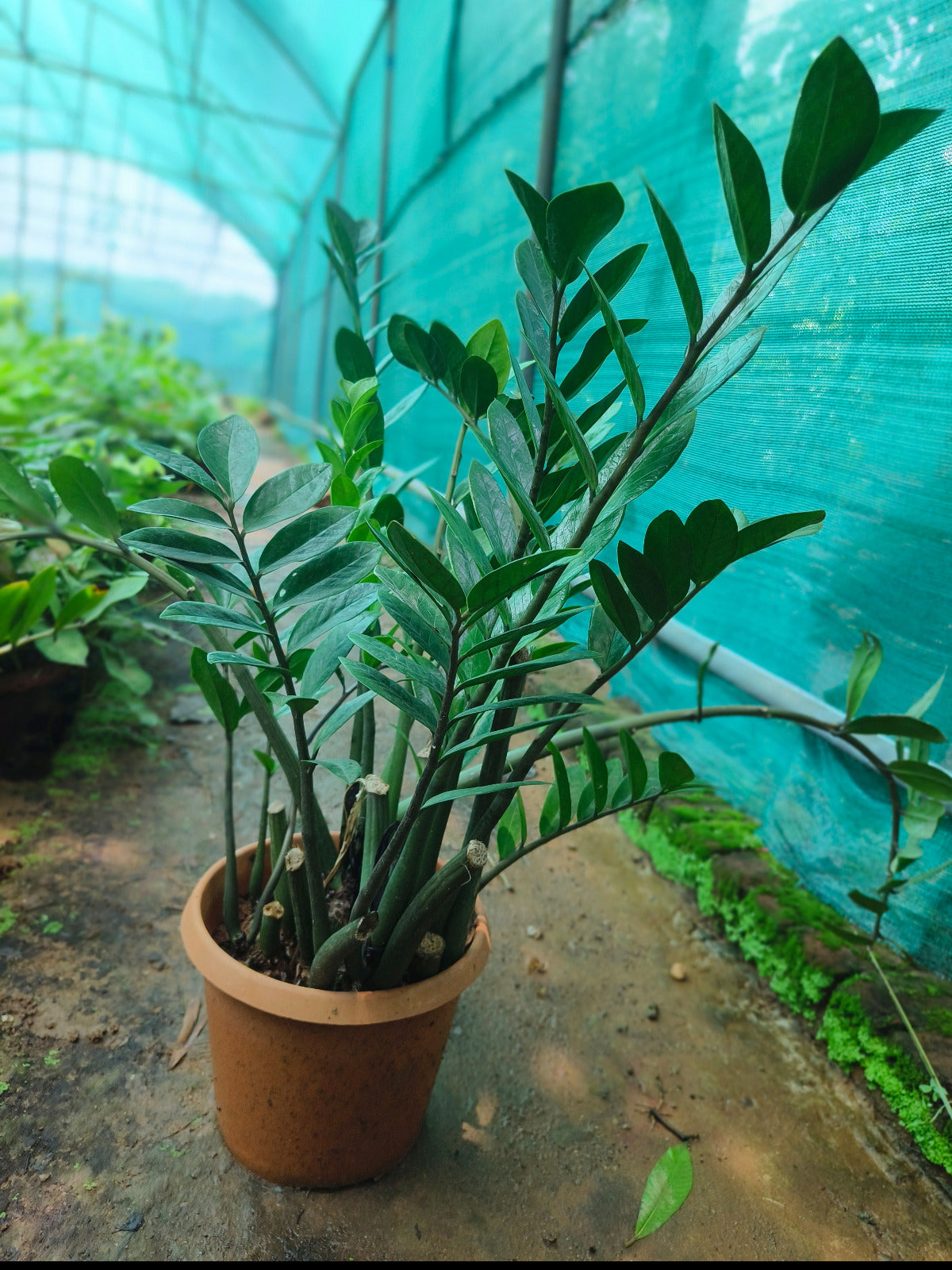Zamia