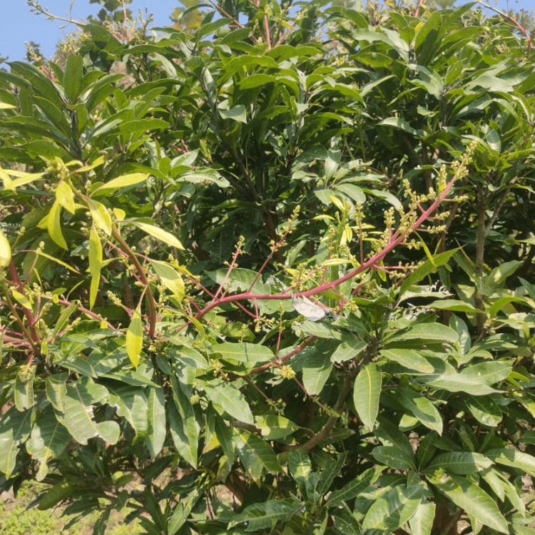 Amrapali Mango Sapling - Grafted