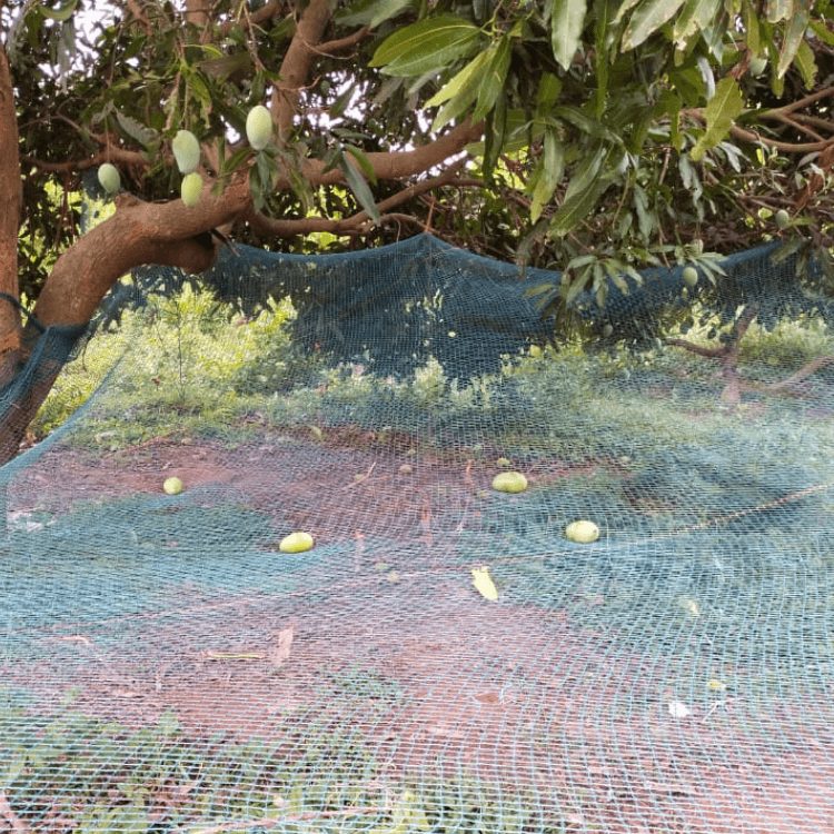 Amrapali Mango Sapling - Grafted