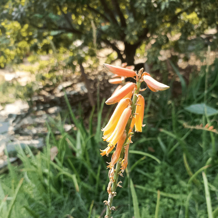 Aloevera Saplings