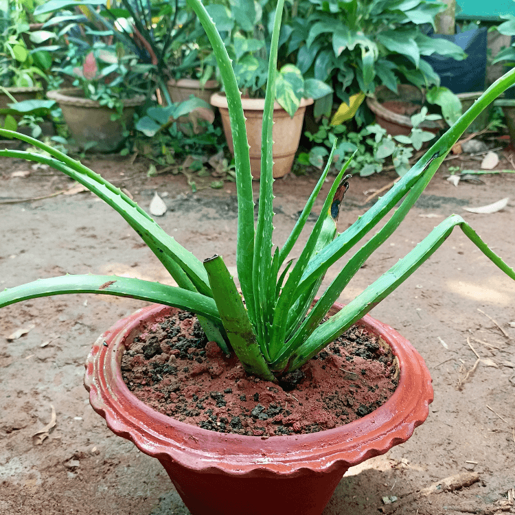 Aloevera Saplings