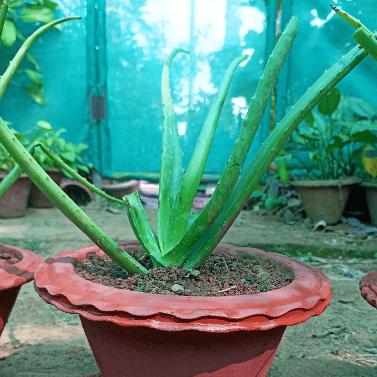 Aloevera Saplings
