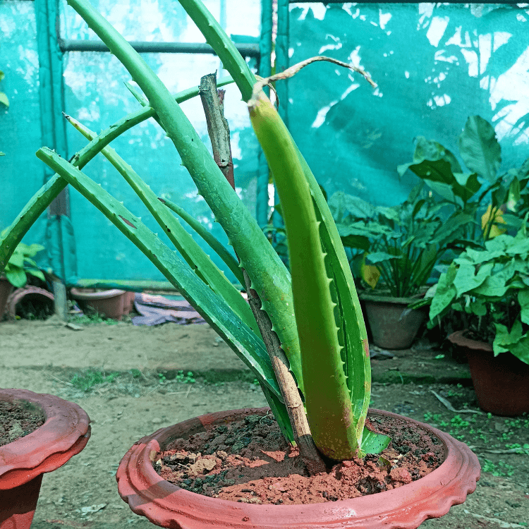 Aloevera Saplings