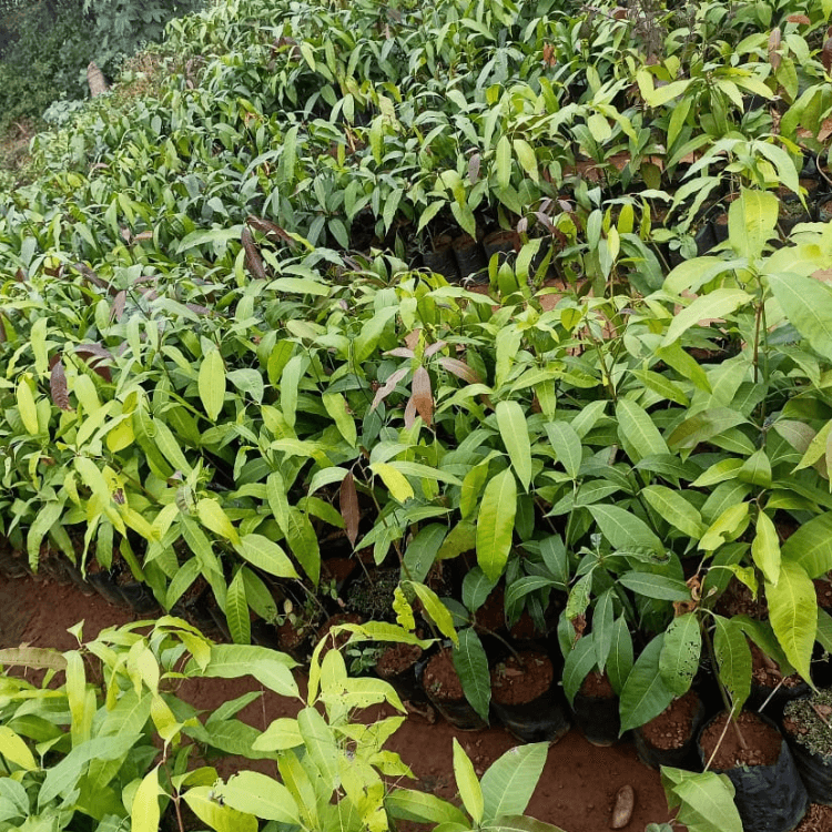 Amrapali Mango Sapling - Grafted
