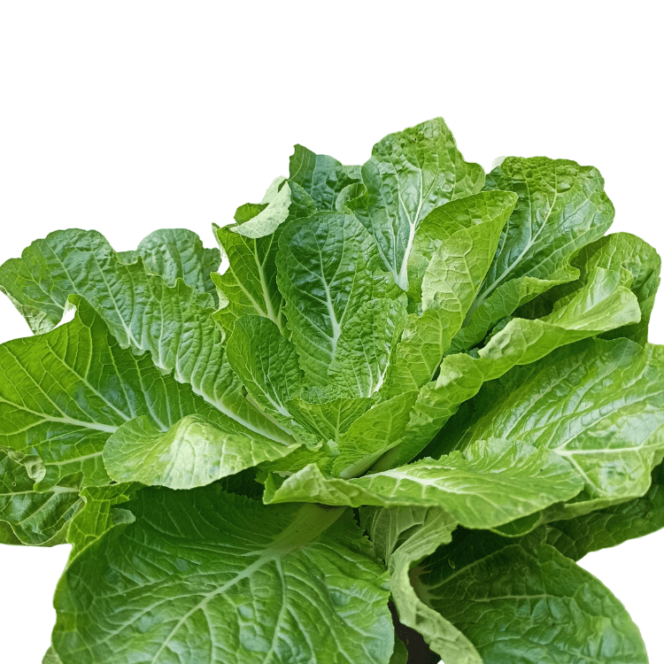 Romanian Lettuce Plant - Garden Salad