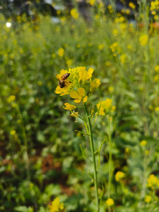 The Little Guardian of Life: A Honeybee's Journey