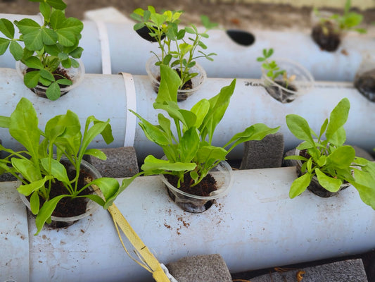 "Harvesting the Future: A Journey into Hydroponic Farming and Healthy Living"