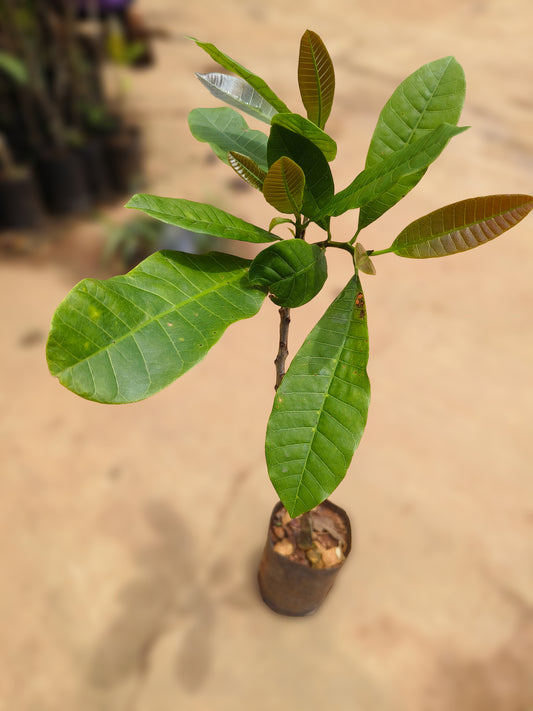 Cashew