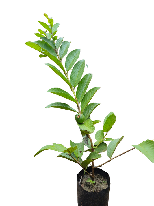 Guava