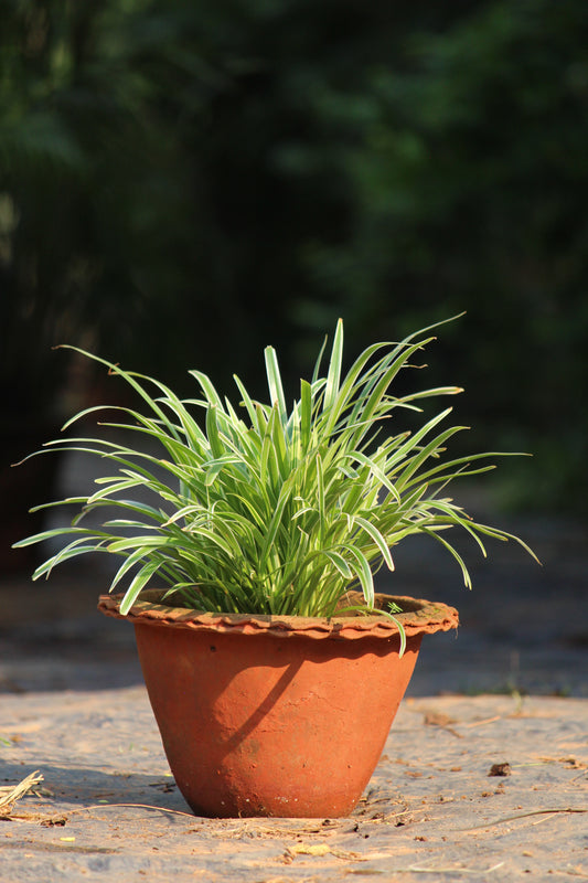 Chlorophytum Spider Plant