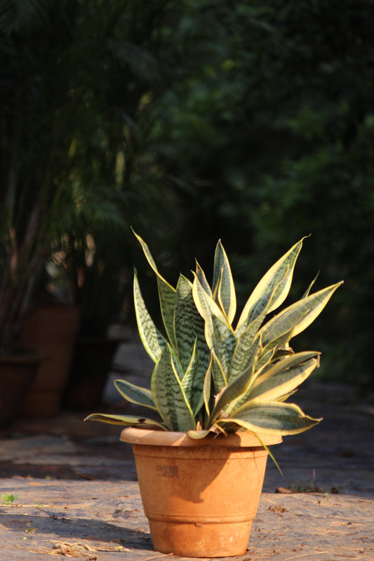 Snake Plant