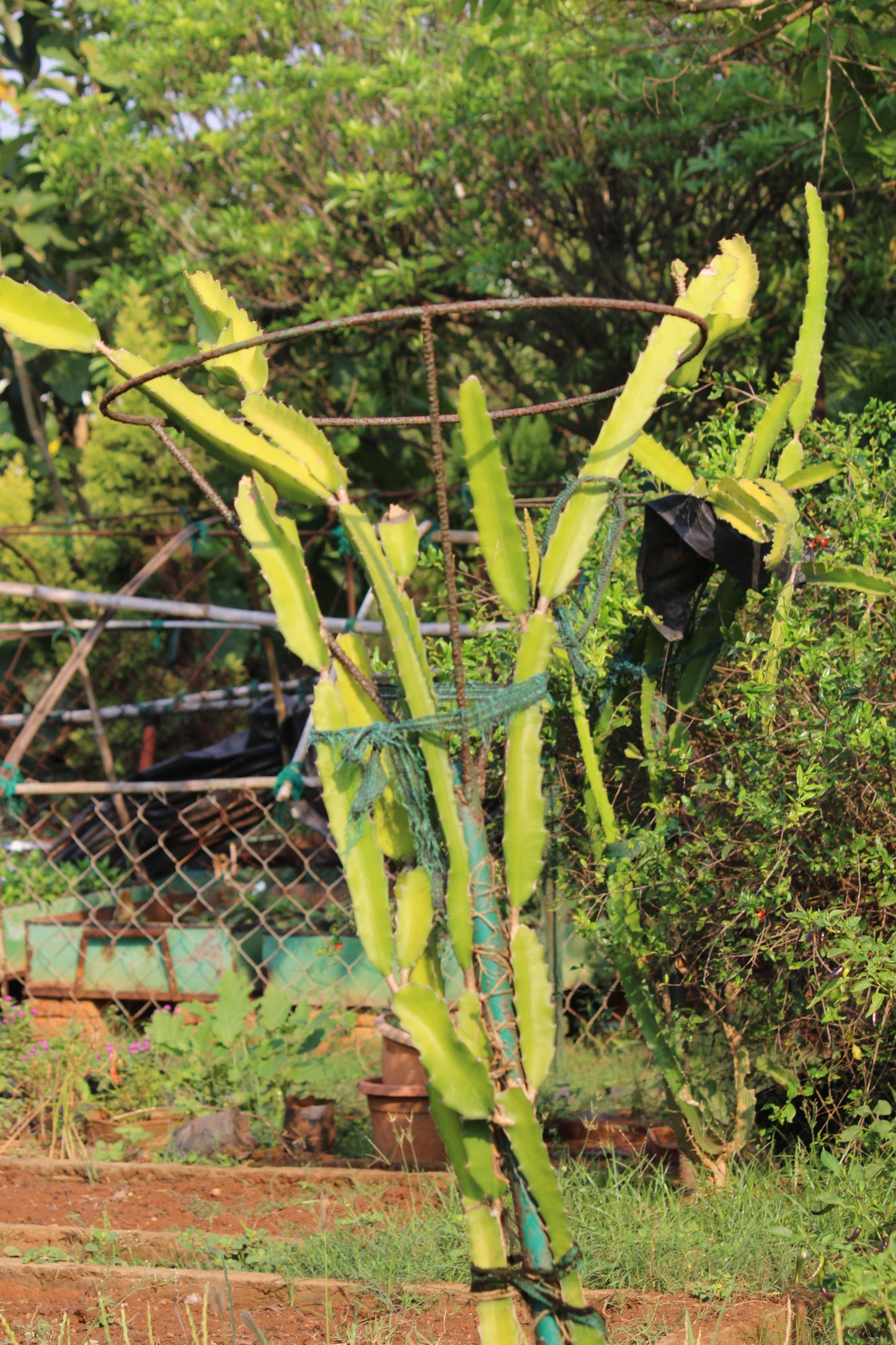 Dragon Fruit Saplings