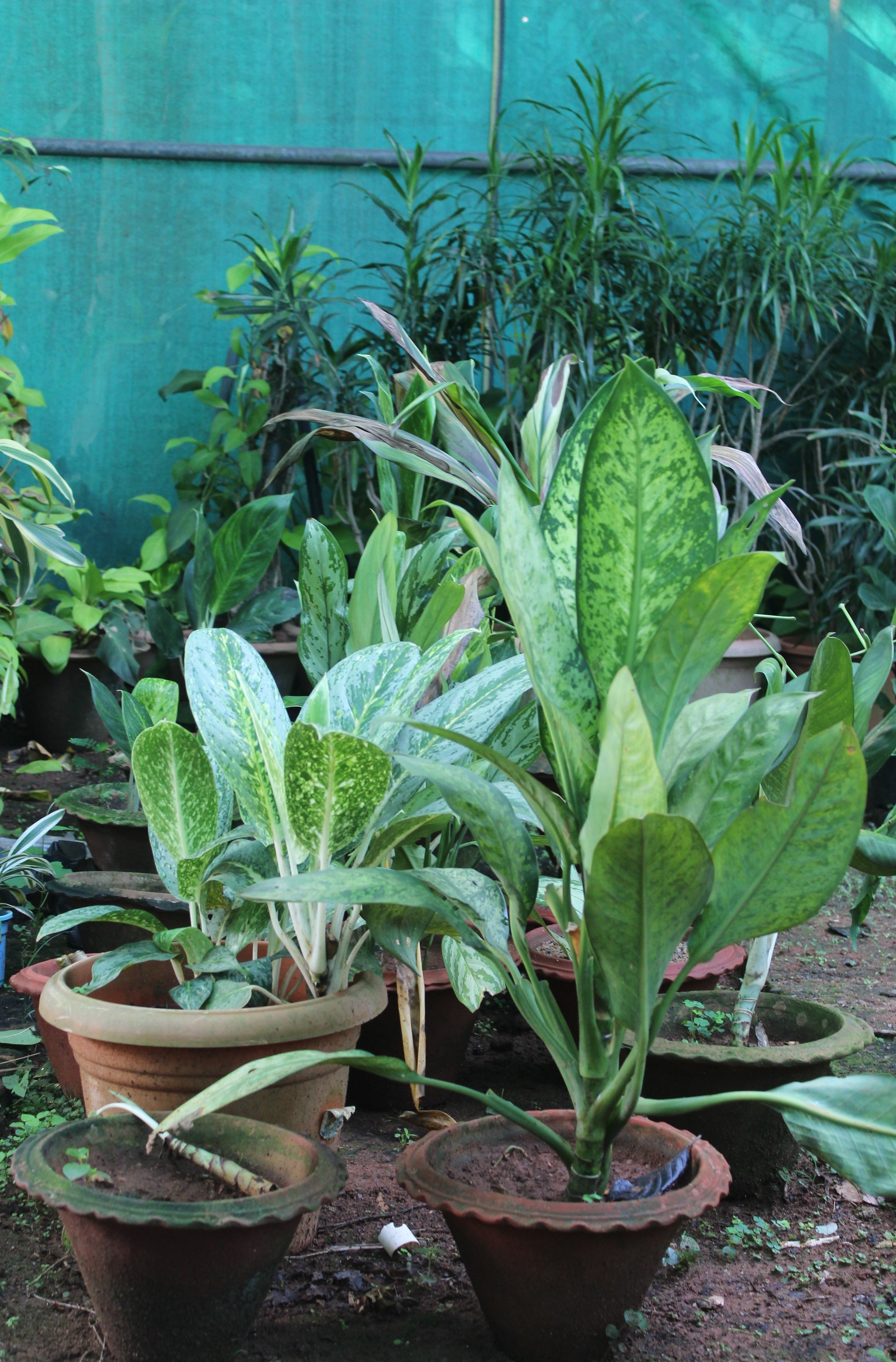 aglaonema butterfly manis Aglaonema Butterfly Plant – agriyumfoods