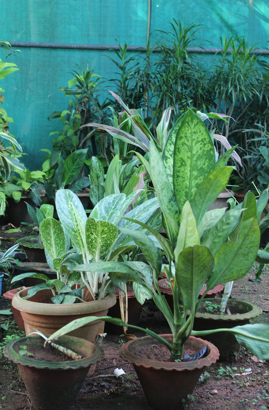 Aglaonema Butterfly Plant