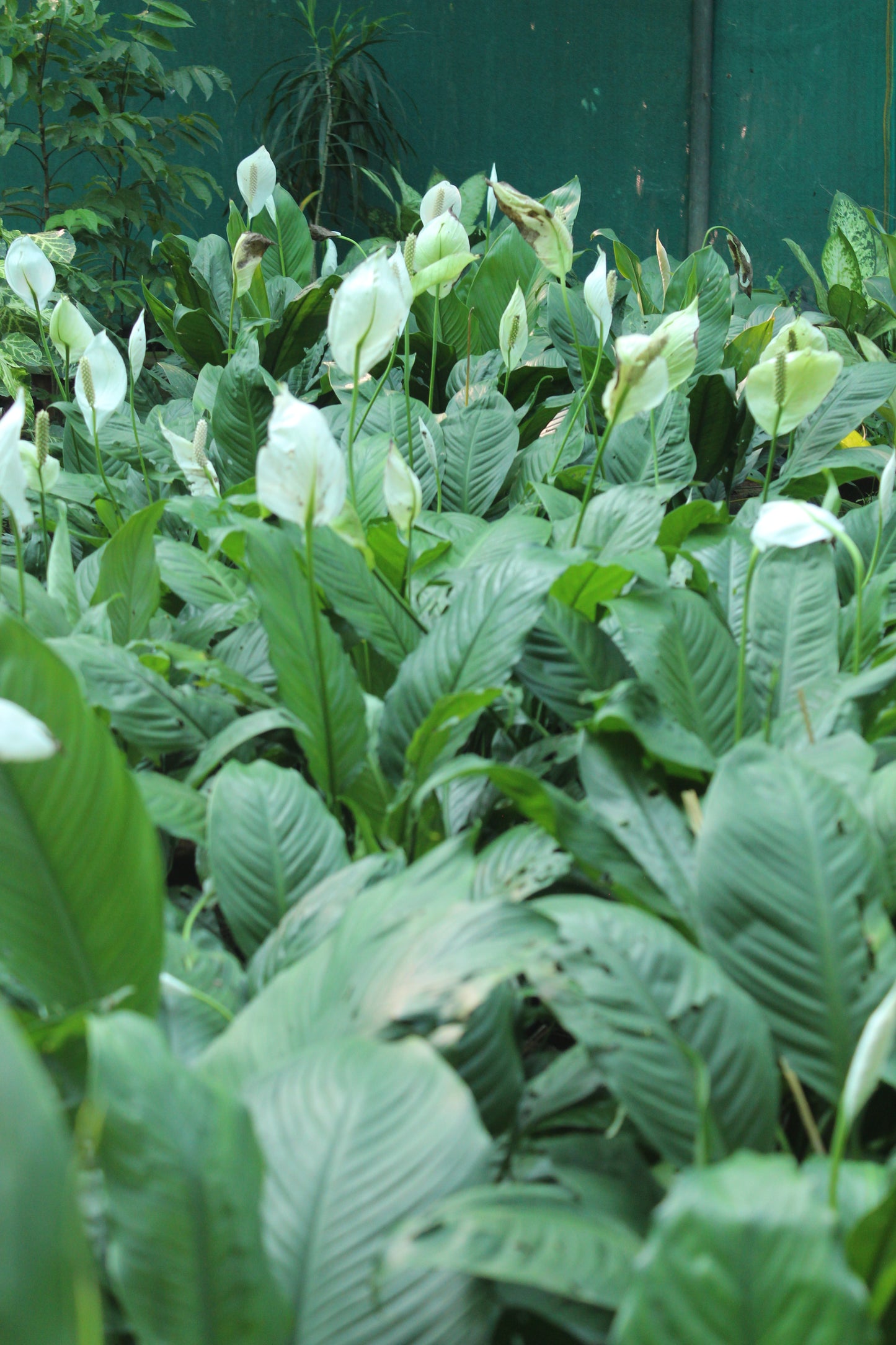 Spathiphyllum - Peace Lily