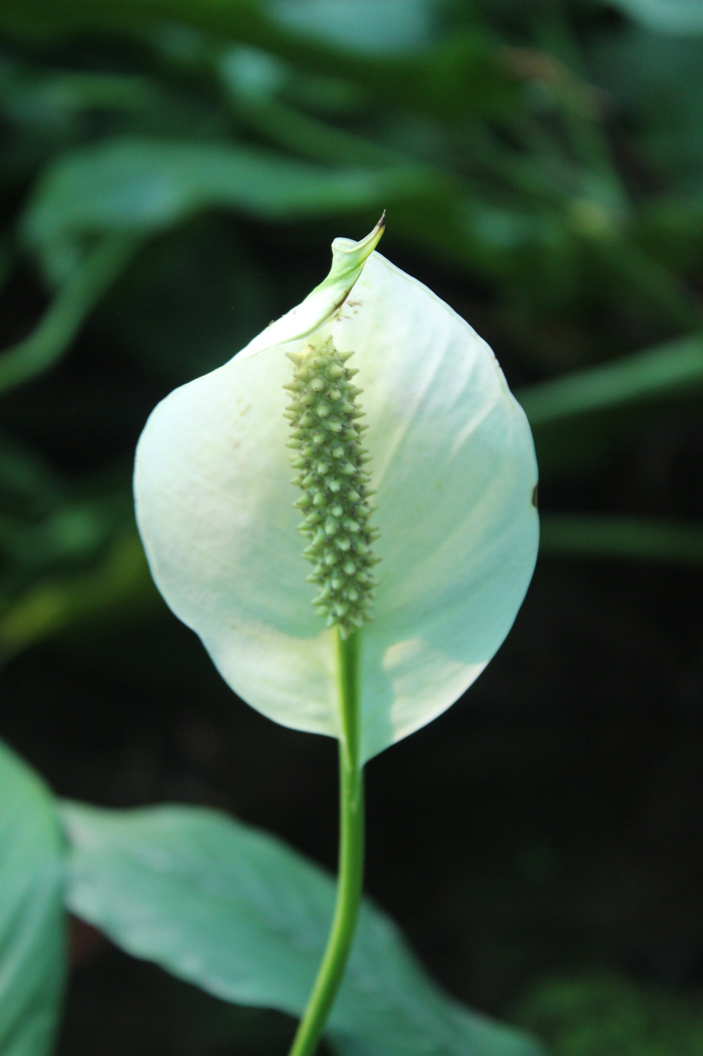 Spathiphyllum - Peace Lily