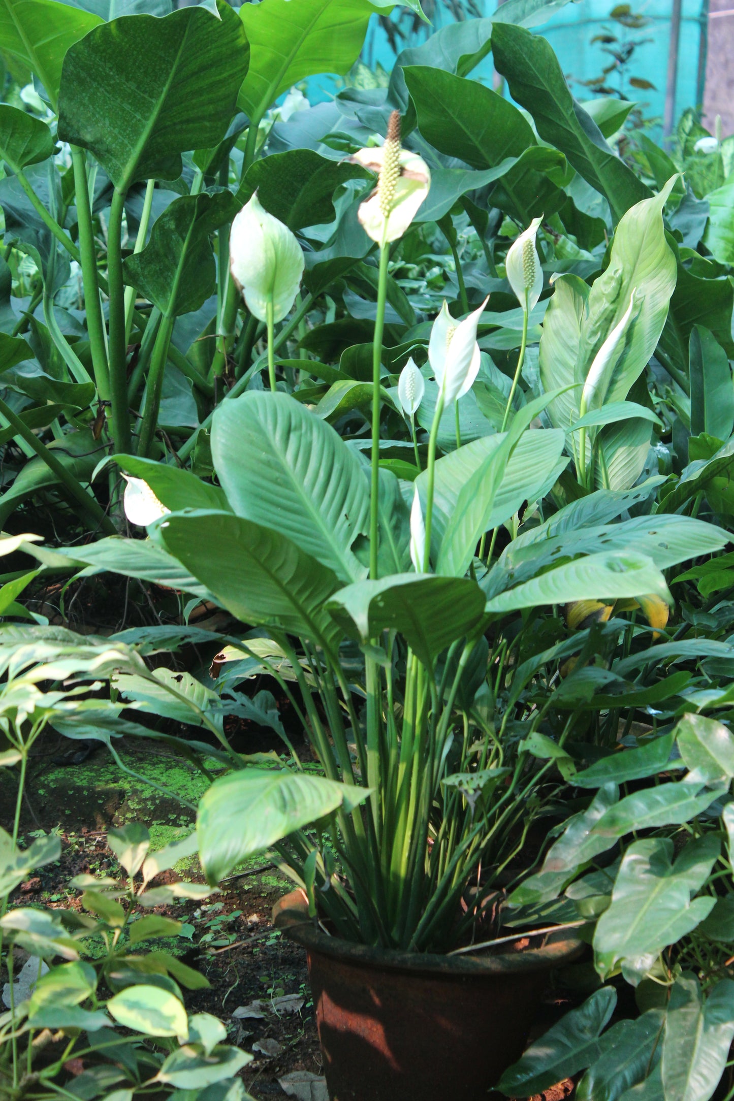 Spathiphyllum - Peace Lily