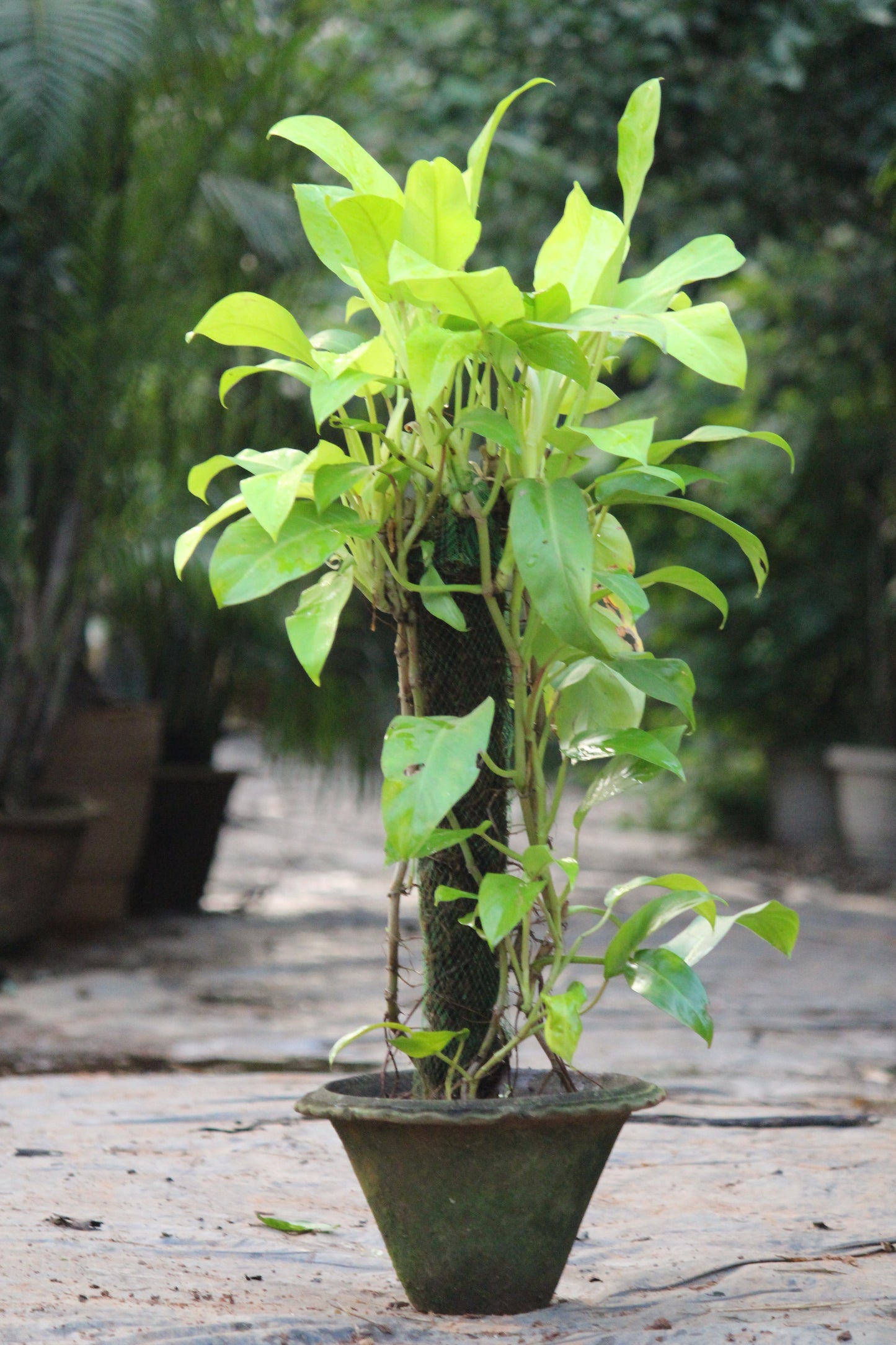 Philodendron Oxycardium