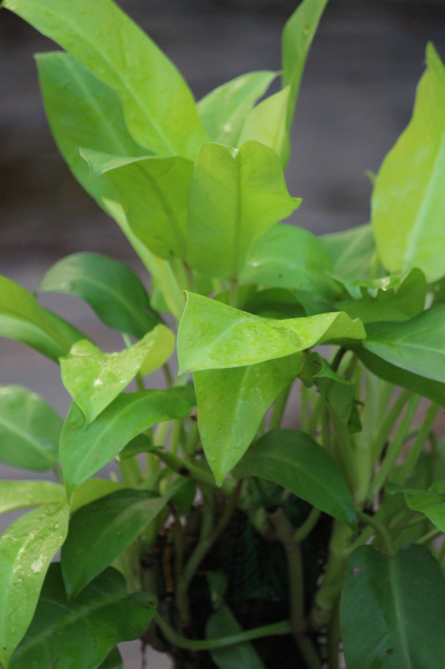 Philodendron Oxycardium