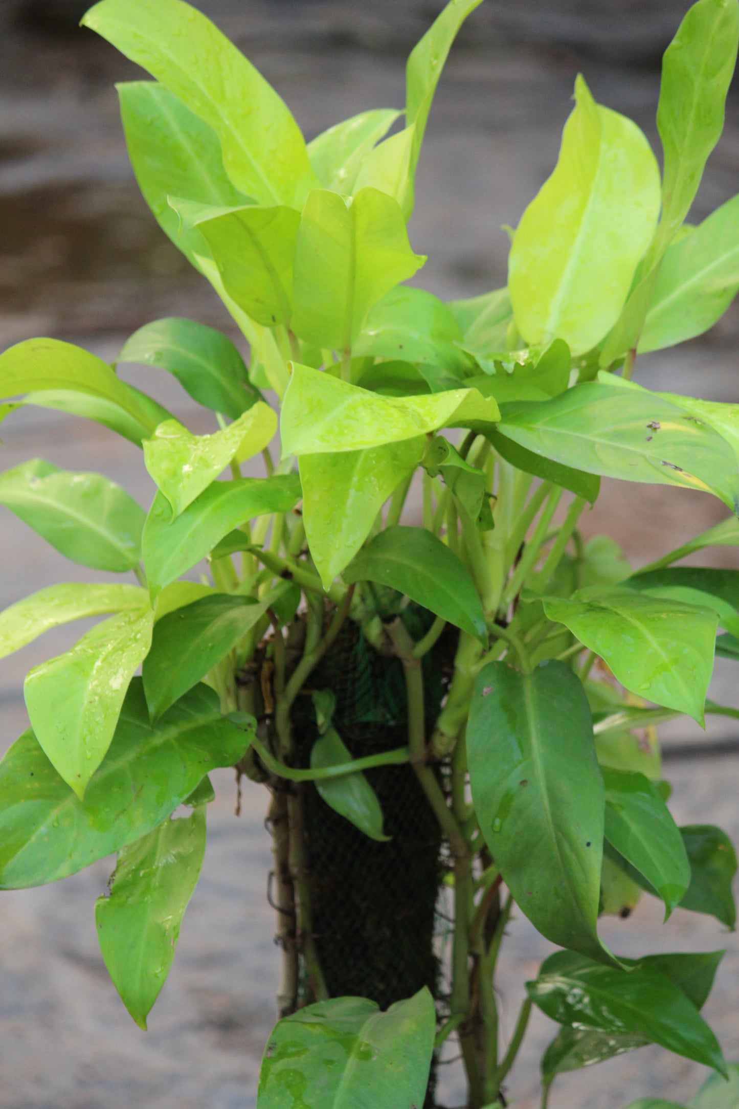 Philodendron Oxycardium