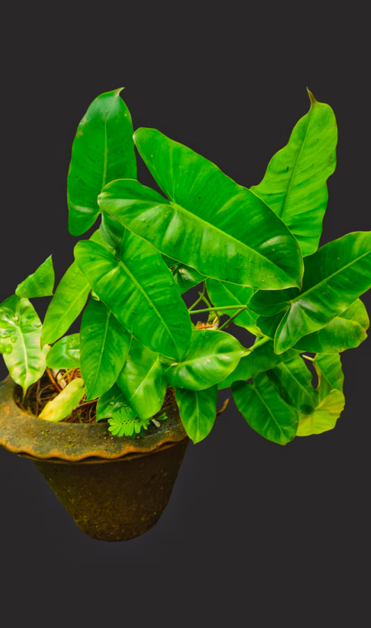 Philodendron Burle Marx
