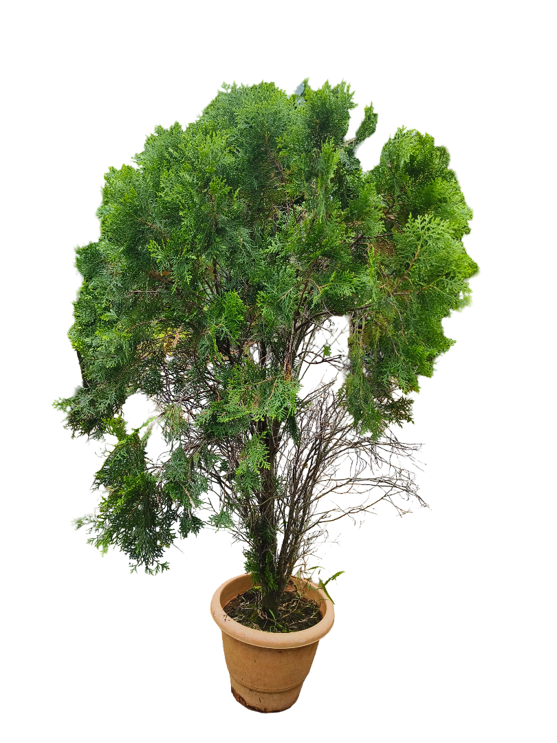 Thuja