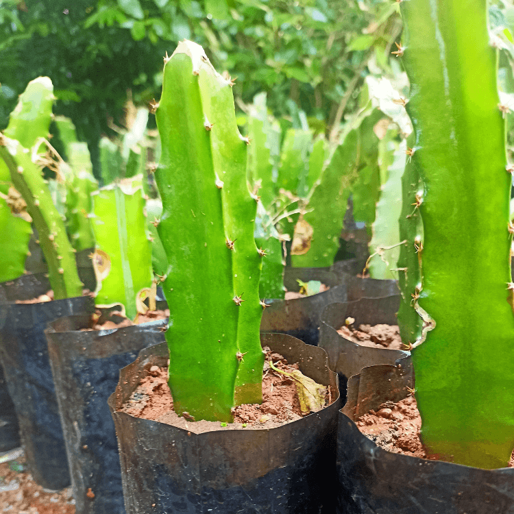 Dragon Fruit Saplings