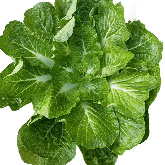 Romanian Lettuce Plant - Garden Salad